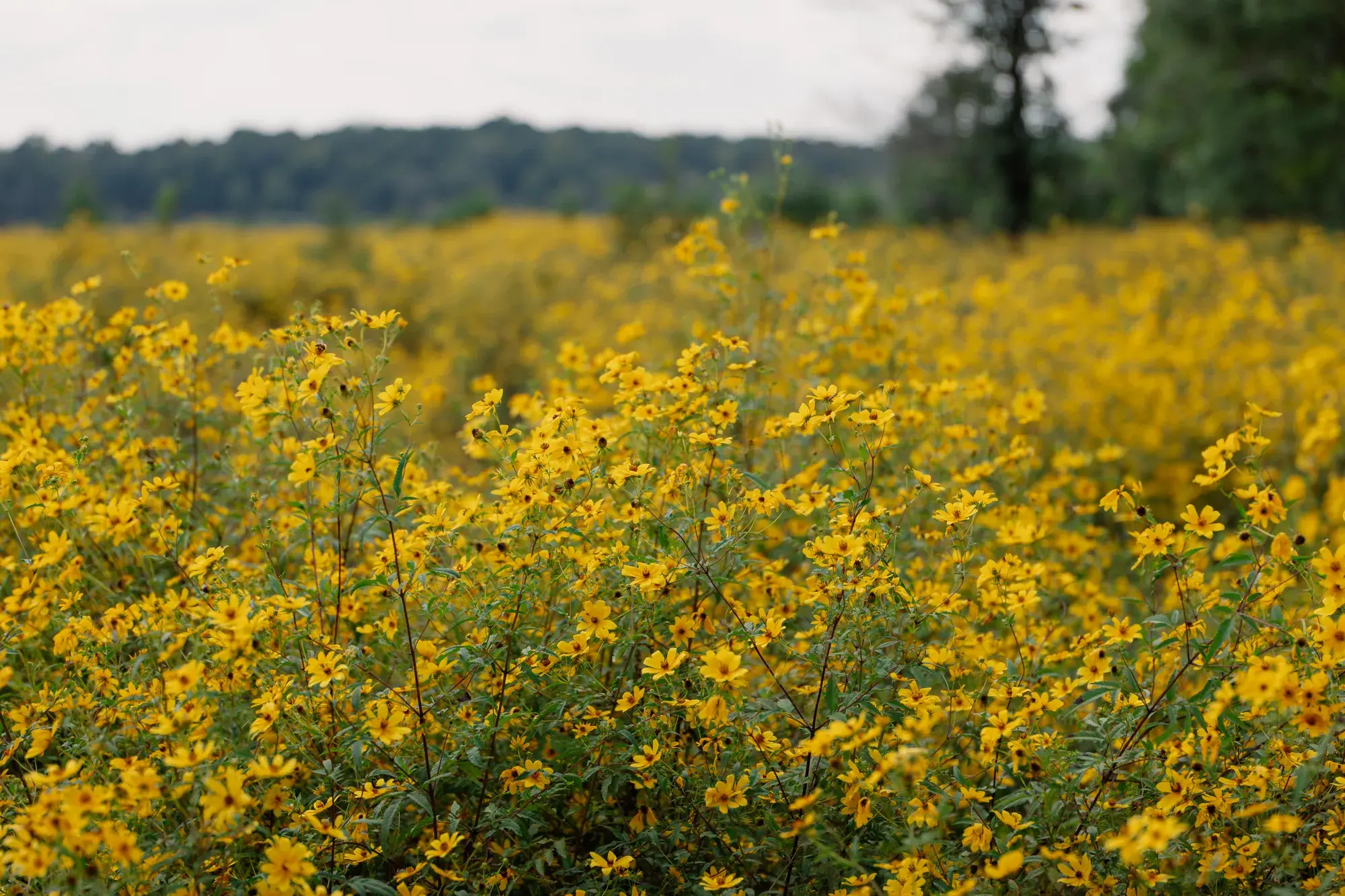 Vibrant yellow wildflowers blooming in a Wake County field