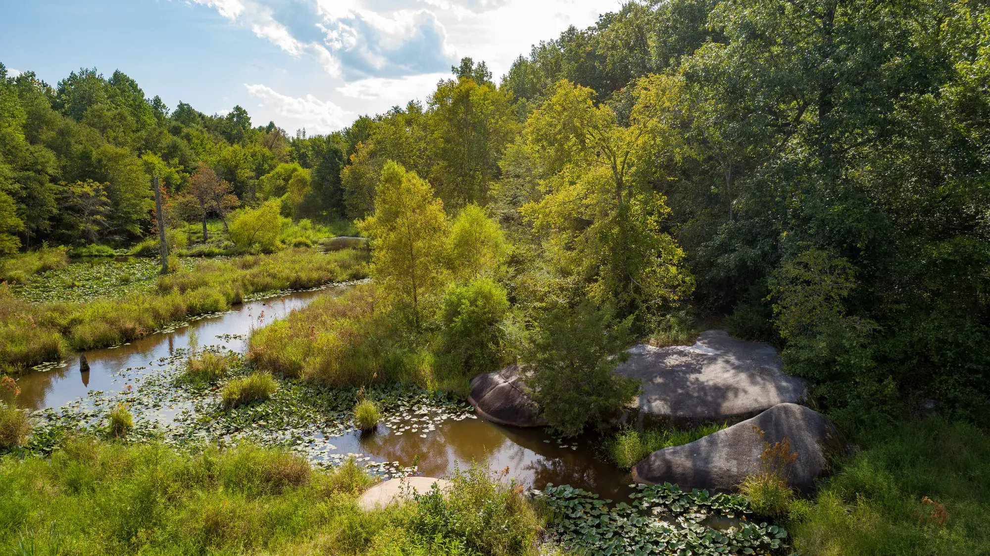 Scenic pond surrounded by lush green trees and water lilies in Wake County